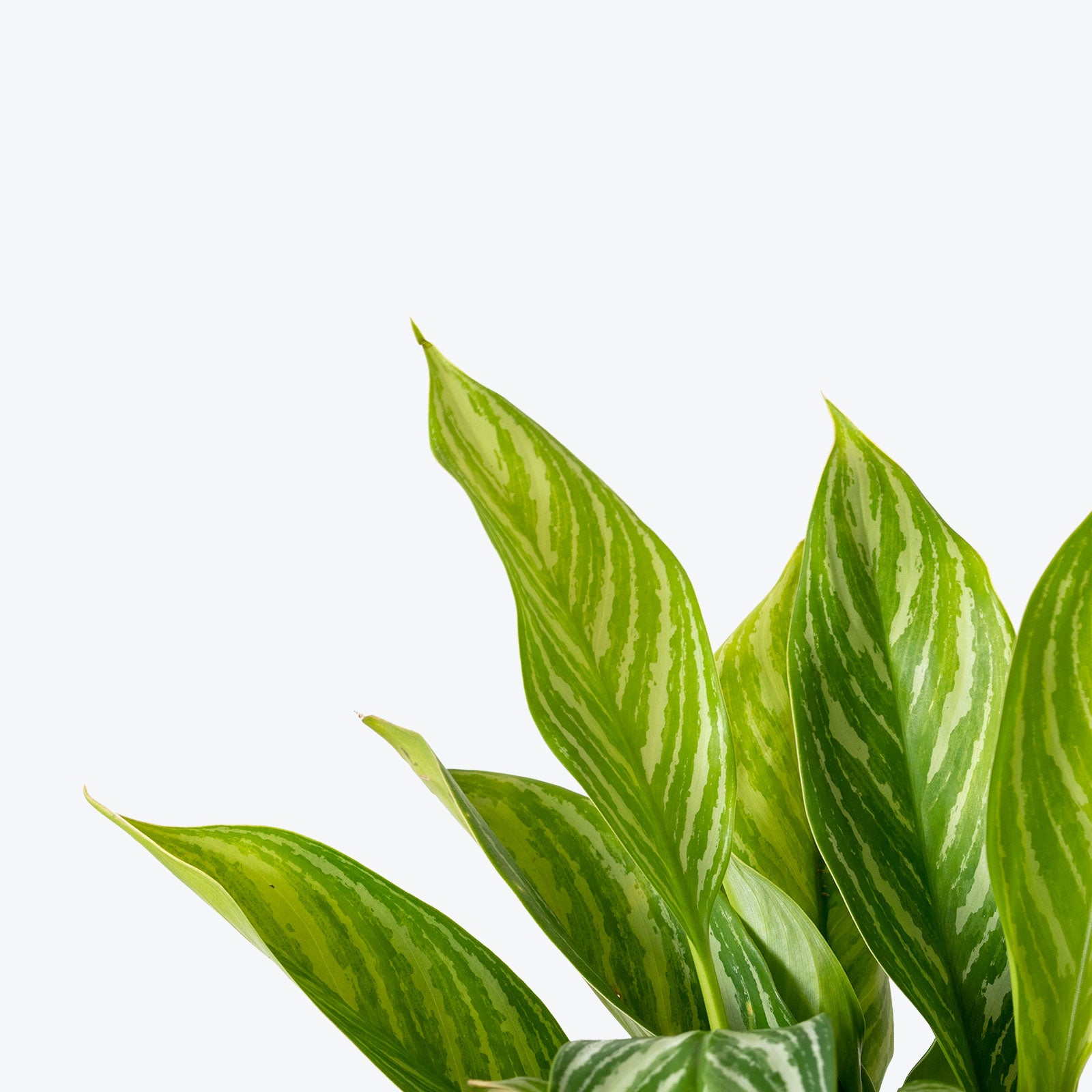 Chinese Evergreen Aglaonema Stripes - House Plants Delivery Toronto - JOMO Studio