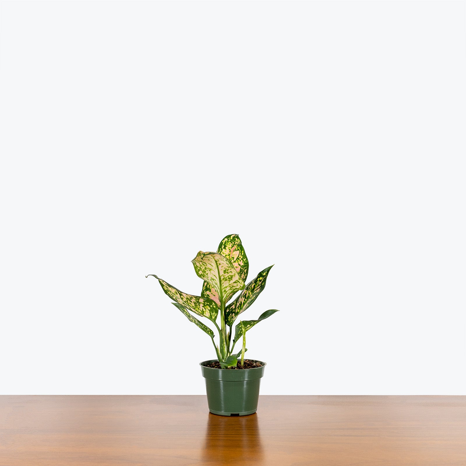 Chinese Evergreen Aglaonema Valentine | Care Guide and Pro Tips - Delivery from Toronto across Canada - JOMO Studio