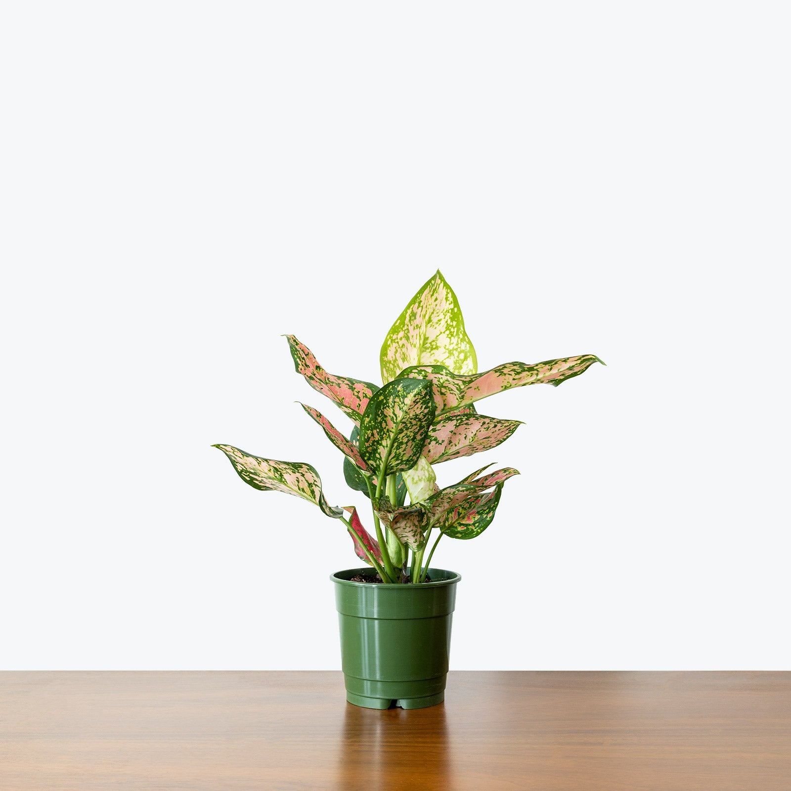 Chinese Evergreen Aglaonema Valentine | Care Guide and Pro Tips - Delivery from Toronto across Canada - JOMO Studio