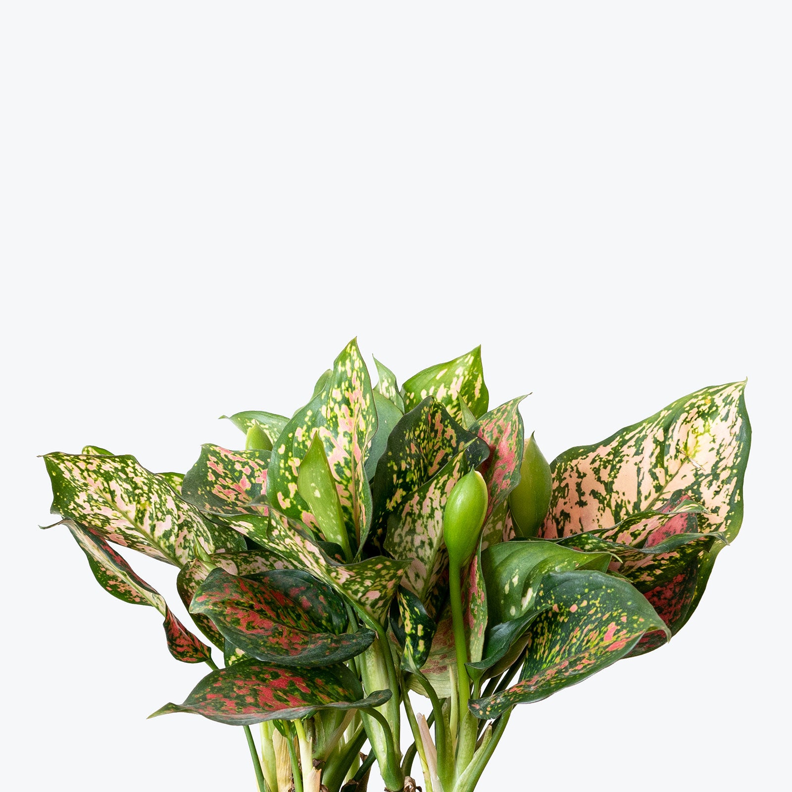 Chinese Evergreen Aglaonema Valentine | Care Guide and Pro Tips - Delivery from Toronto across Canada - JOMO Studio