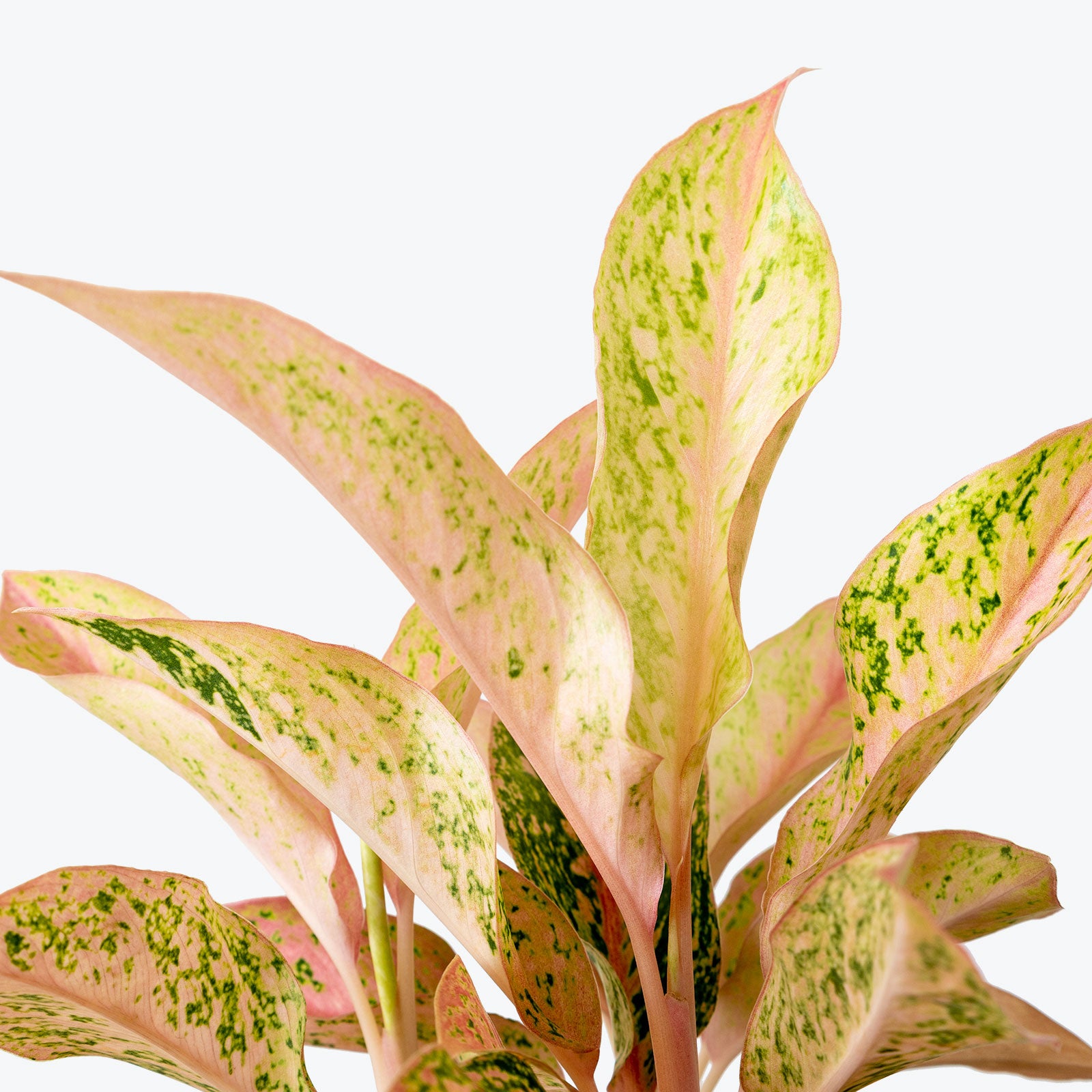 Chinese Evergreen Watermelon - House Plants Delivery Toronto - JOMO Studio