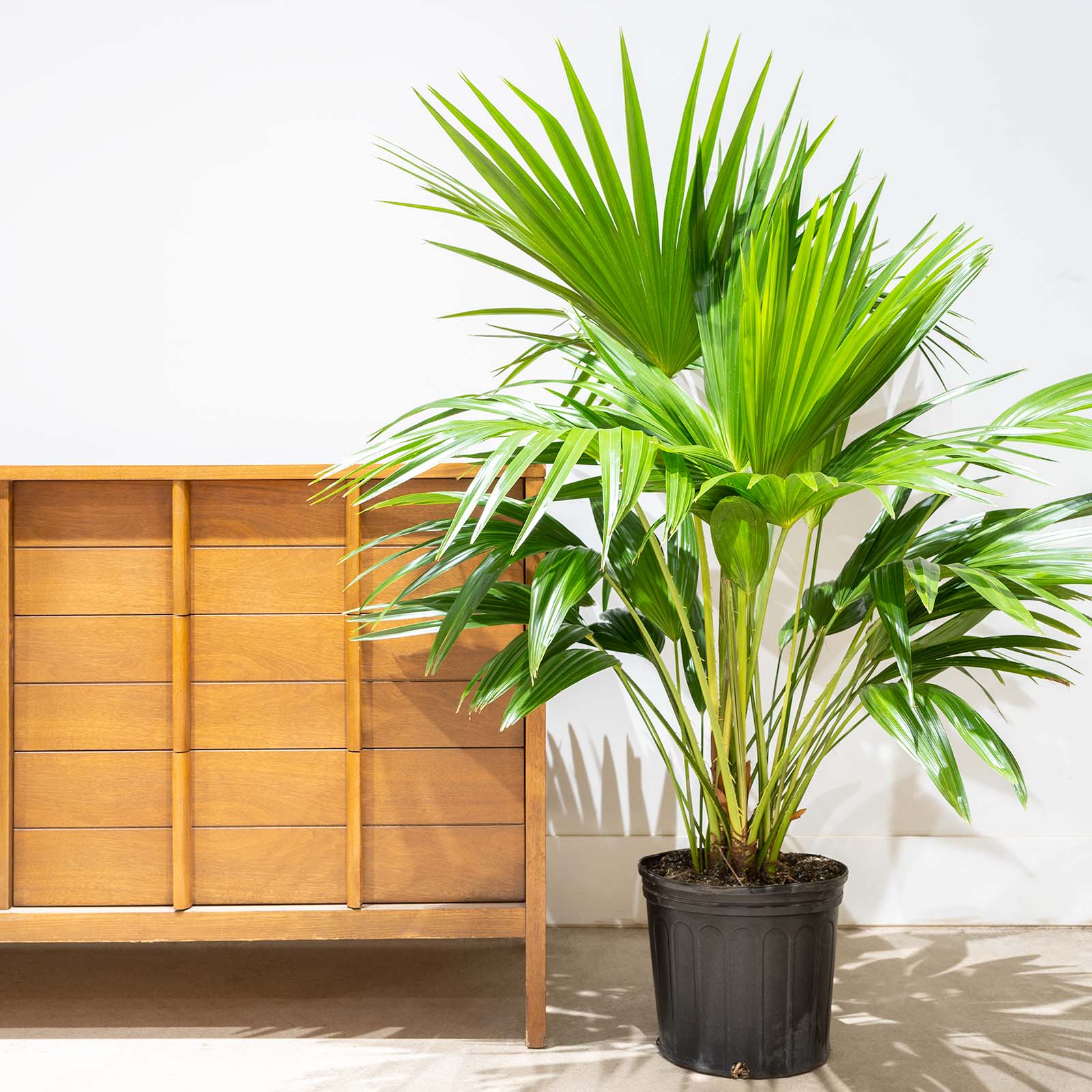 Chinese Fan Palm - Livistona chinensis - House Plants Delivery Toronto - JOMO Studio