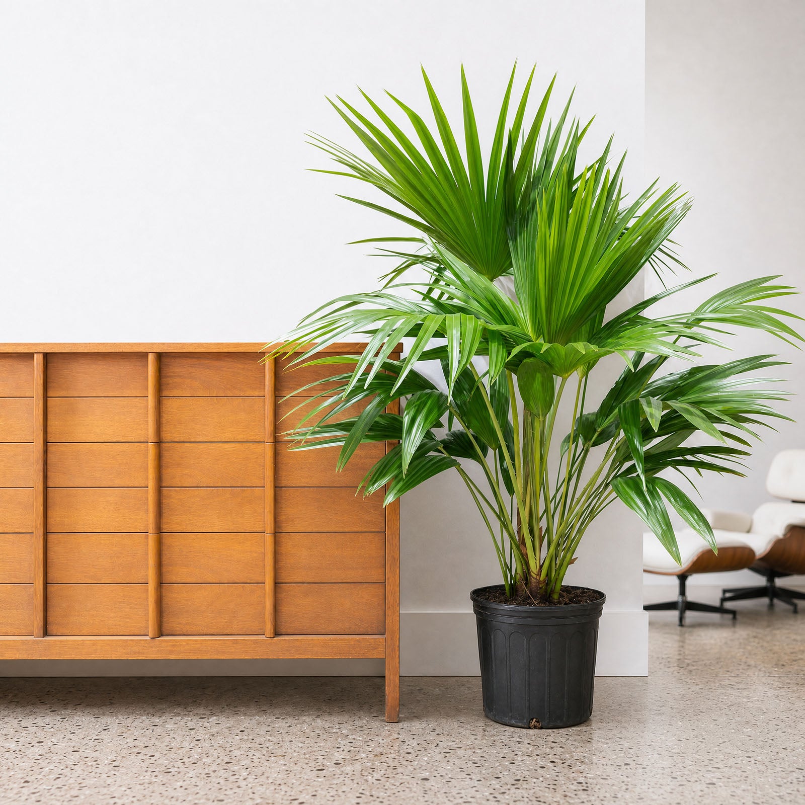 Chinese Fan Palm - Livistona chinensis - House Plants Delivery Toronto - JOMO Studio