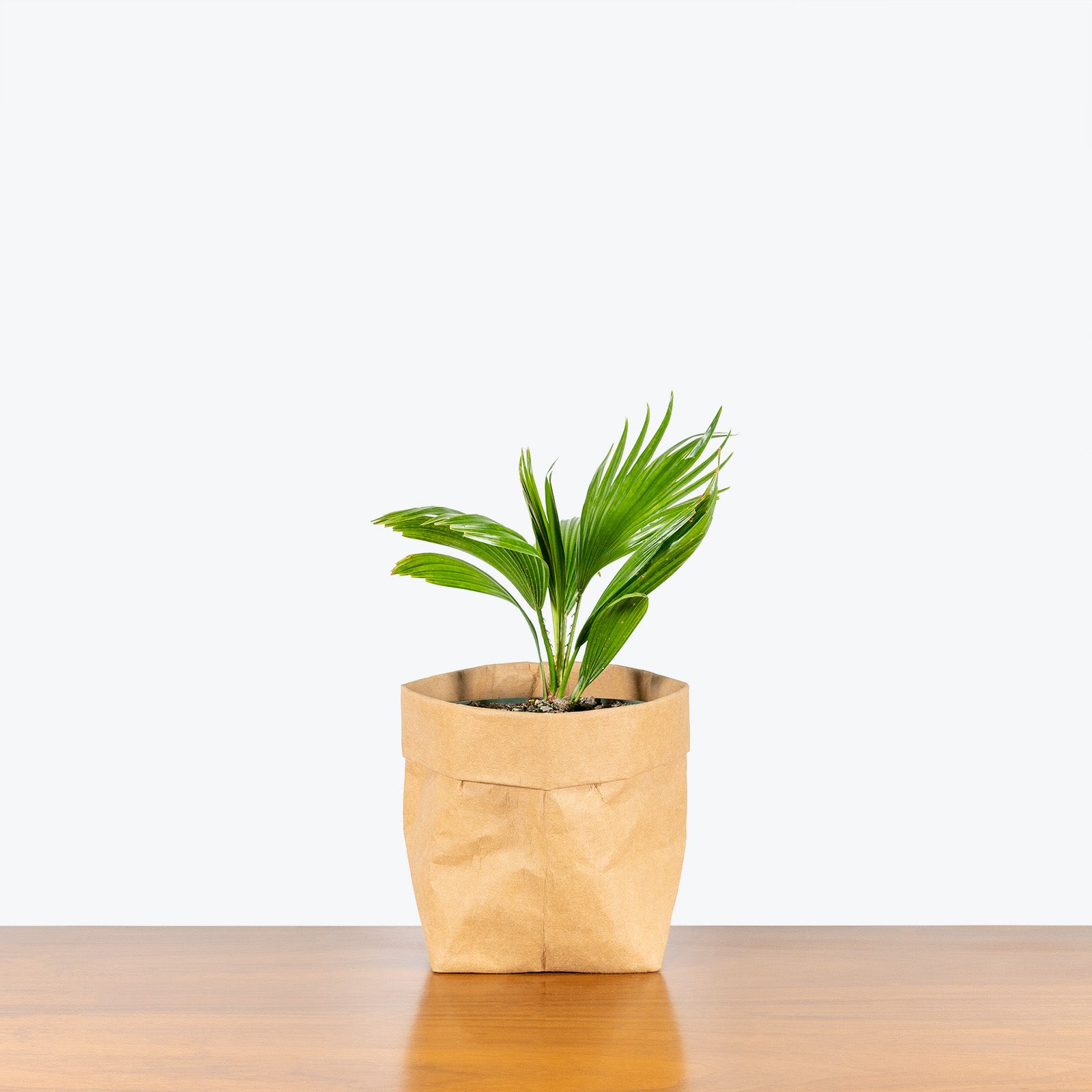 Chinese Fan Palm - Livistona chinensis - House Plants Delivery Toronto - JOMO Studio