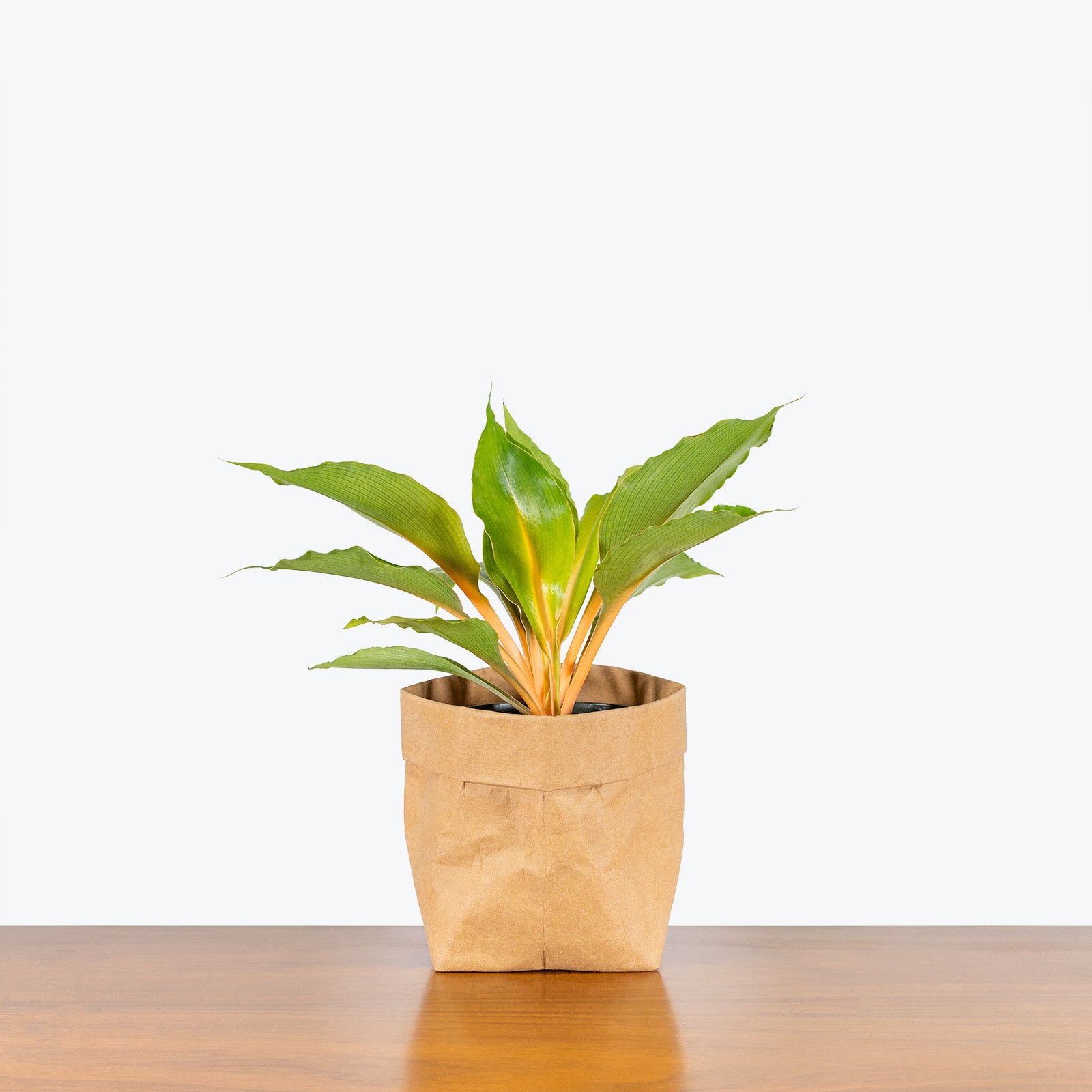 Chlorophytum Mandarin - House Plants Delivery Toronto - JOMO Studio