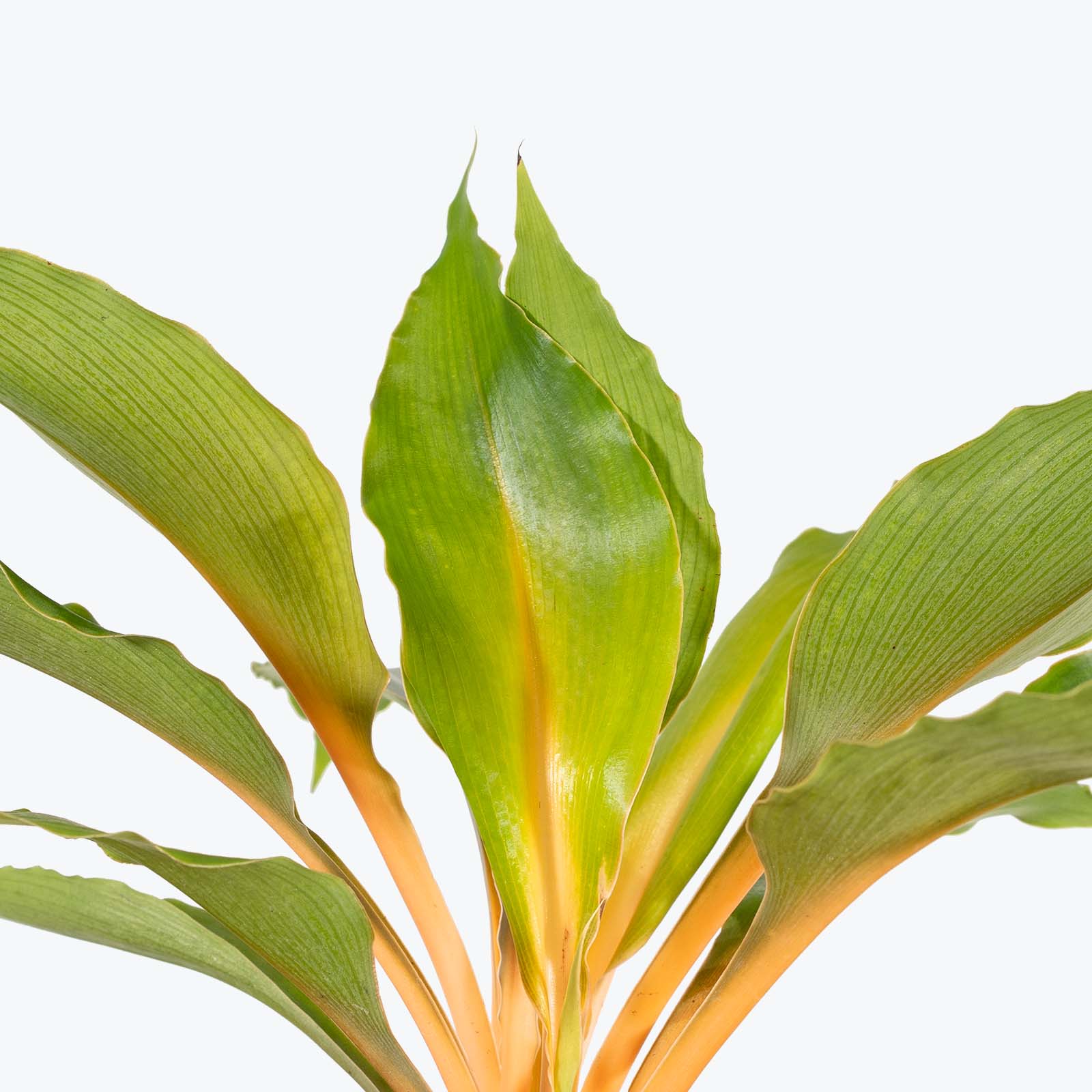 Chlorophytum Mandarin - House Plants Delivery Toronto - JOMO Studio