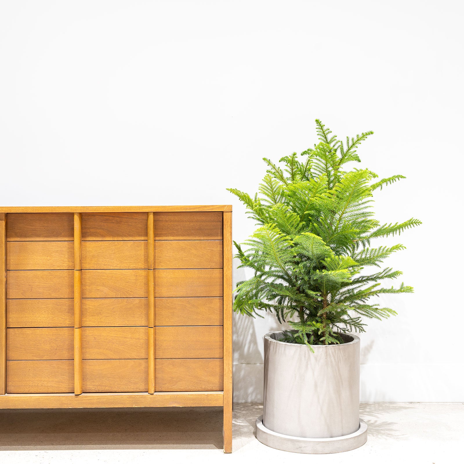 Classic Concrete Planter - House Plants Delivery Toronto - JOMO Studio