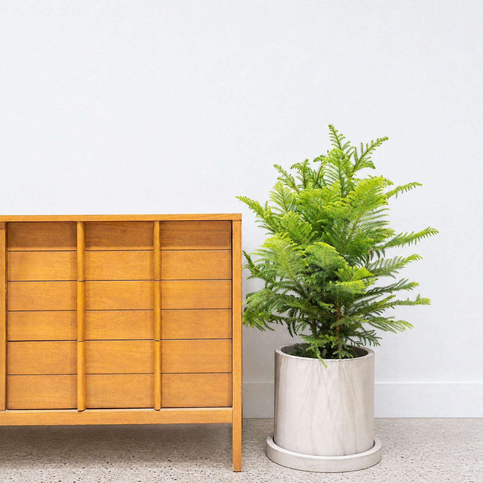 Classic Concrete Planter - House Plants Delivery Toronto - JOMO Studio