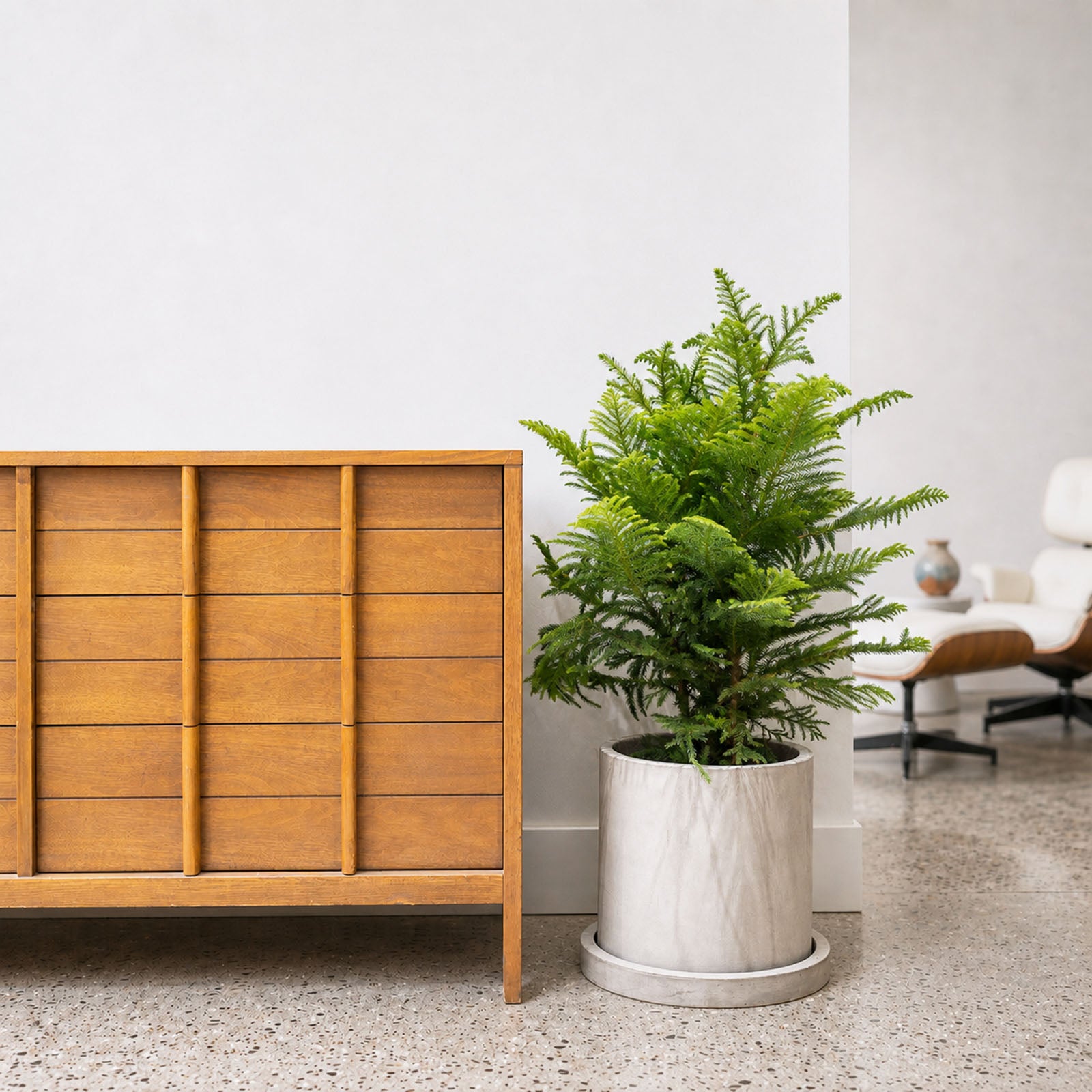 Norfolk Island Pine | Christmas Tree Alternative | Care Guide and Pro Tips - Delivery from Toronto across Canada - JOMO Studio