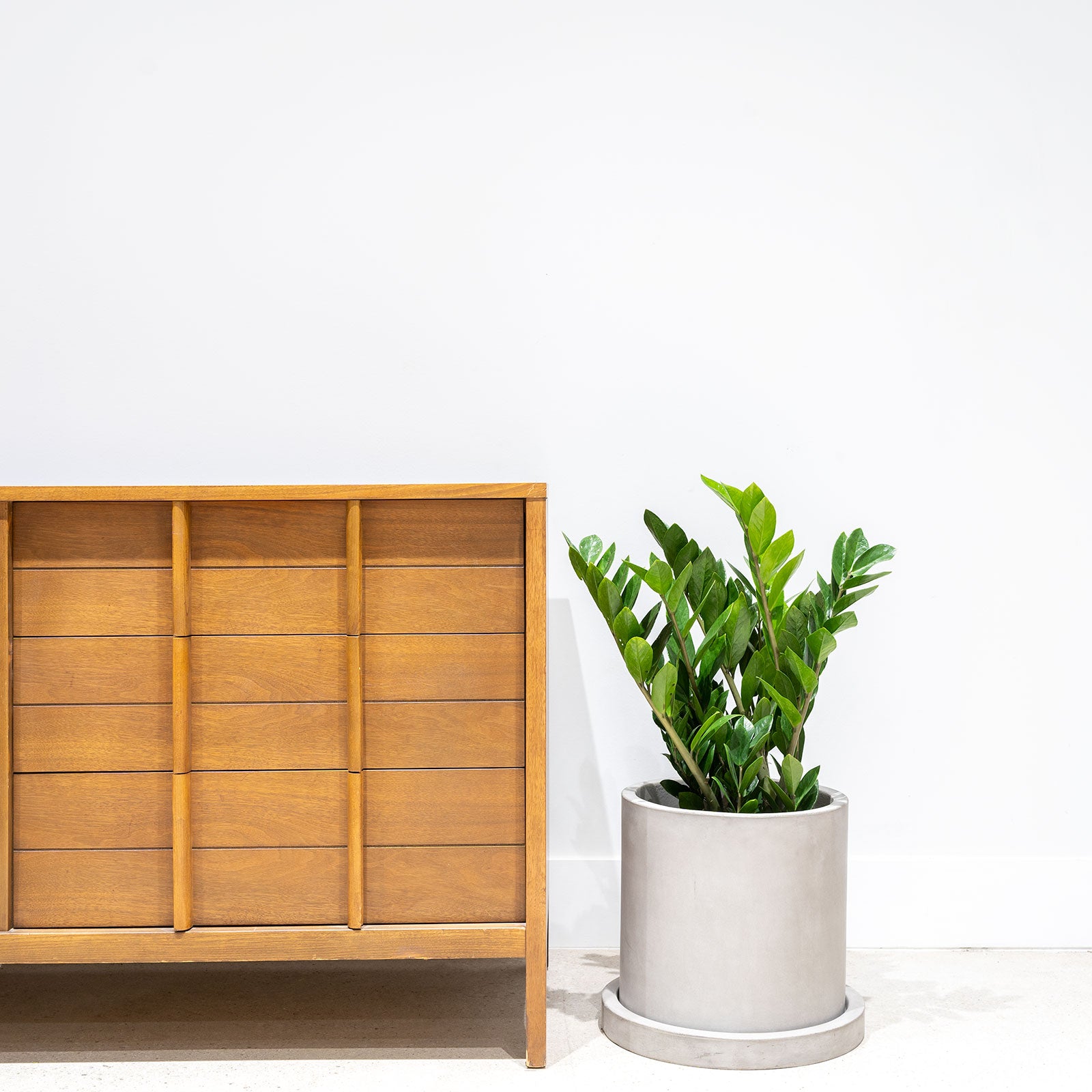 Classic Concrete Planter - House Plants Delivery Toronto - JOMO Studio