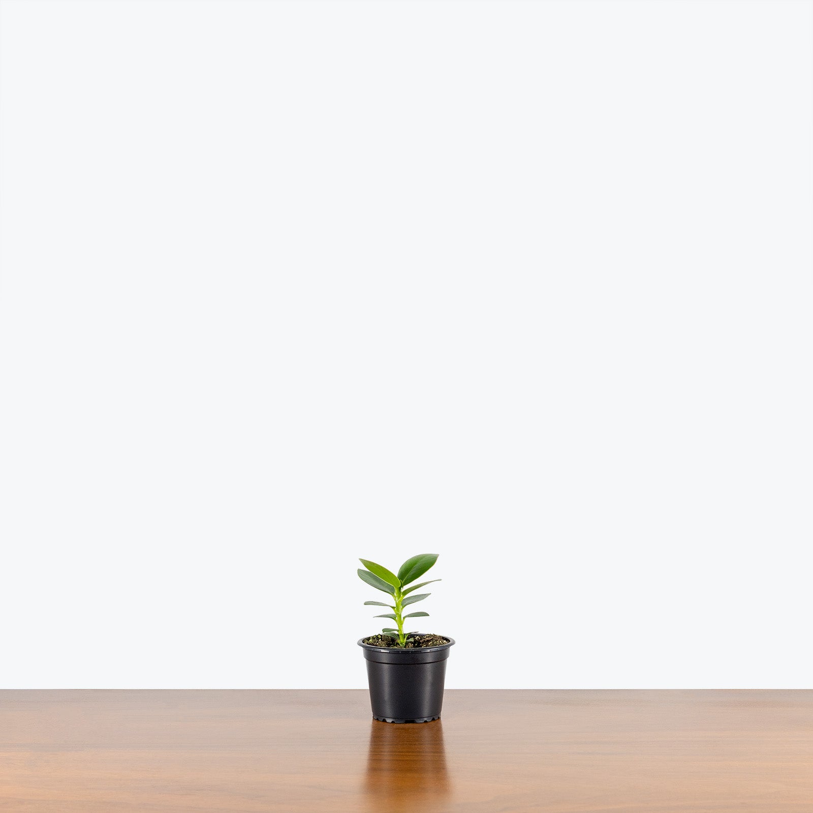Clusia Rosea | Clusia Princess | Care Guide and Pro Tips - Delivery from Toronto across Canada - JOMO Studio