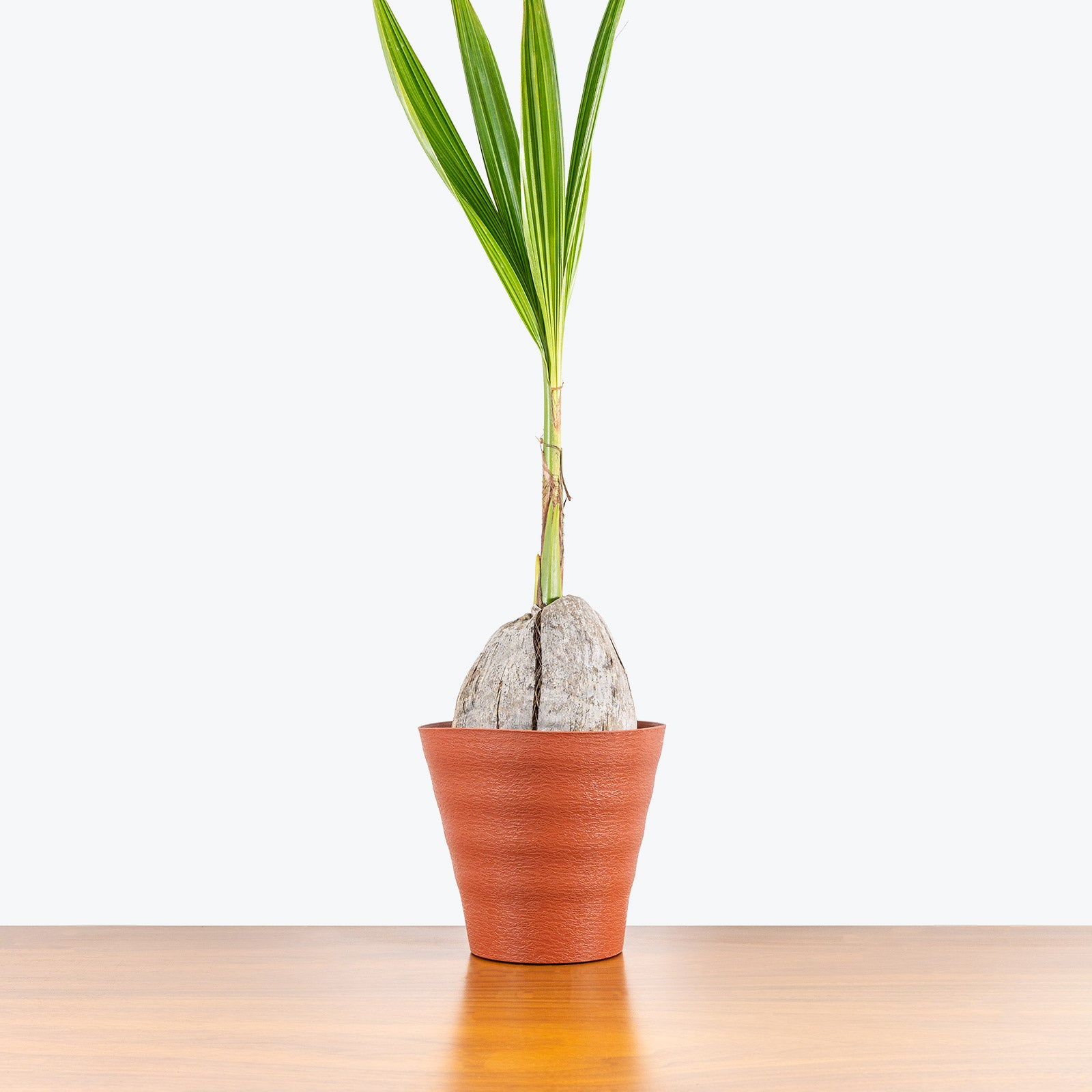 Coconut Palm - House Plants Delivery Toronto - JOMO Studio