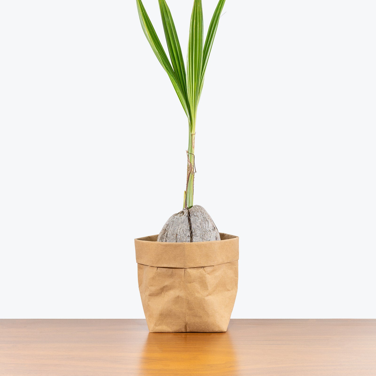 Coconut Palm - House Plants Delivery Toronto - JOMO Studio