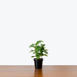 Coffee Plant — 4" Pot (smaller than picture)