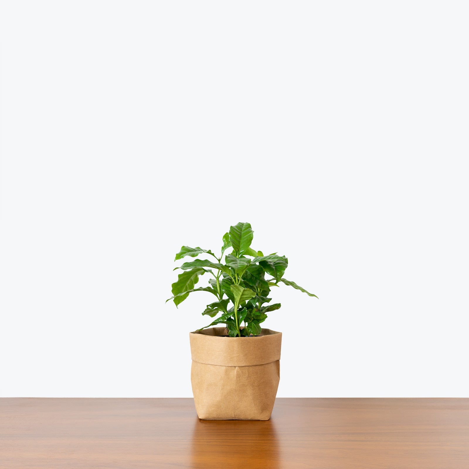 Coffee Plant - House Plants Delivery Toronto - JOMO Studio