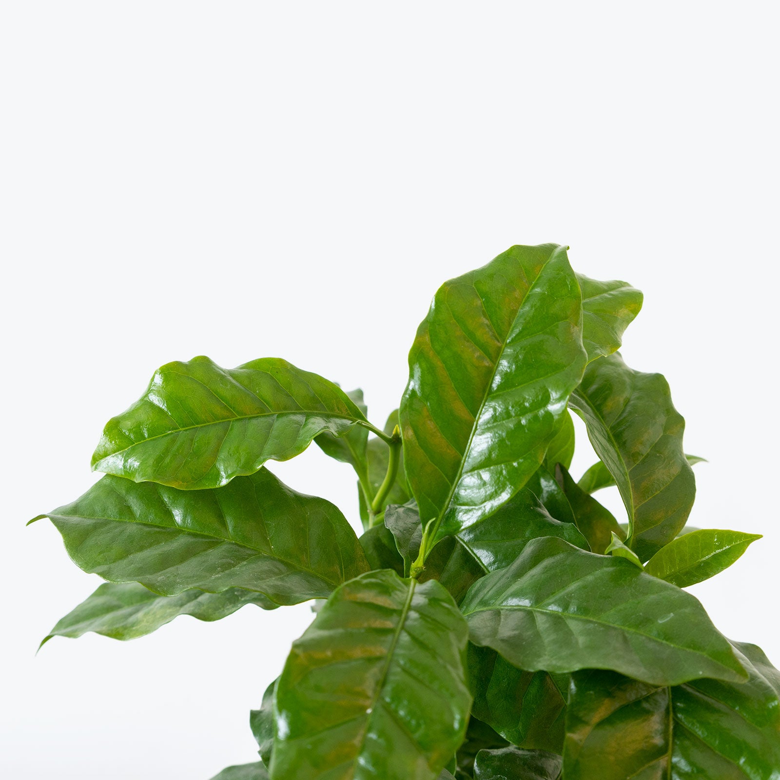 Coffee Plant - House Plants Delivery Toronto - JOMO Studio