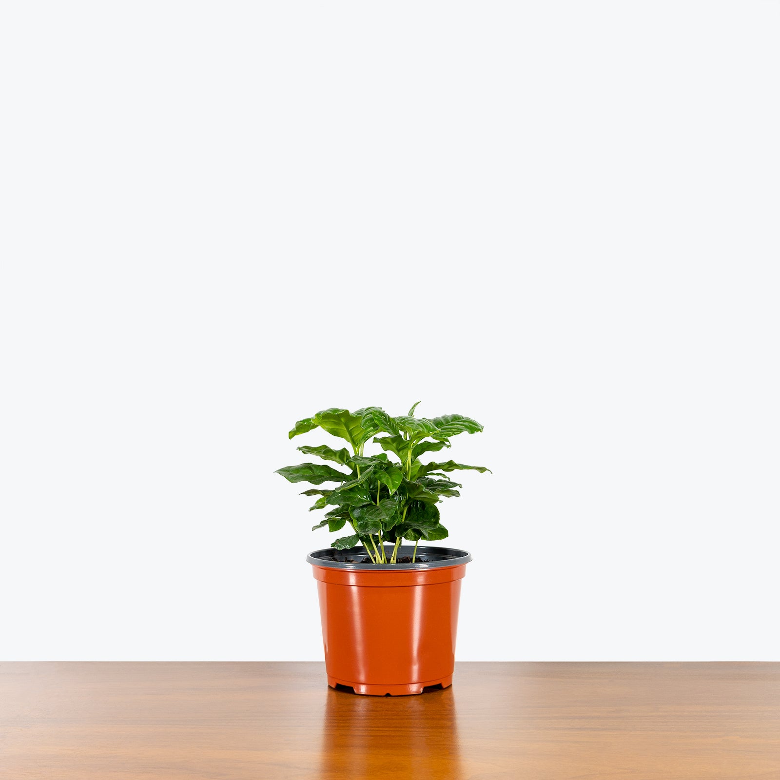 Coffee Plant | Coffea Arabica | Care Guide and Pro Tips - Delivery from Toronto across Canada - JOMO Studio