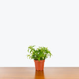 Columnea Hirta — 4" Pot
