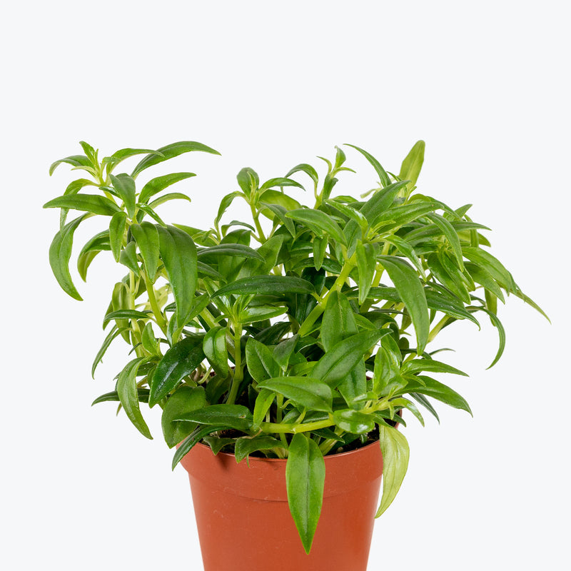 Columnea Hirta - House Plants Delivery Toronto - JOMO Studio