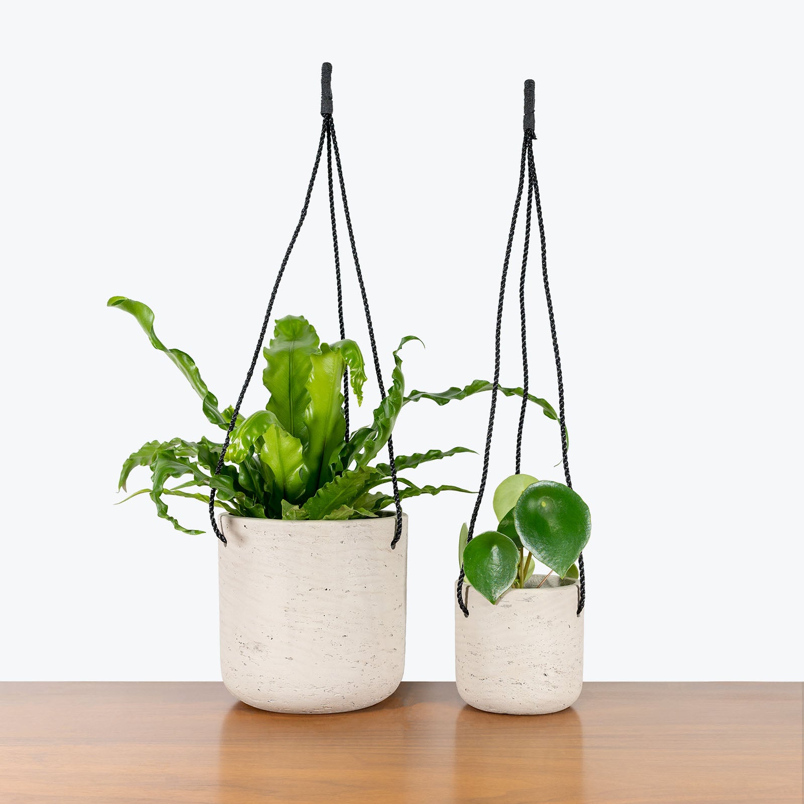 Concrete Hanging Planter - House Plants Delivery Toronto - JOMO Studio