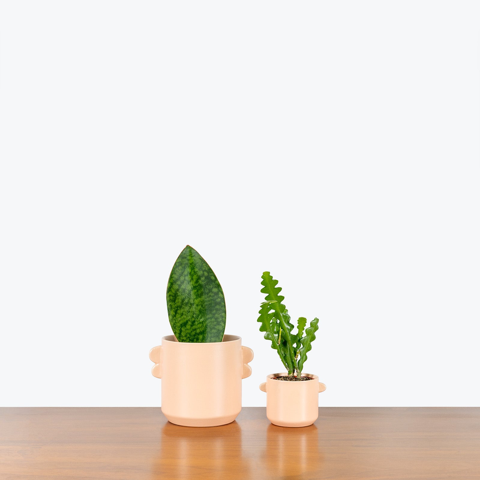 Coral Ceramic Planter - House Plants Delivery Toronto - JOMO Studio