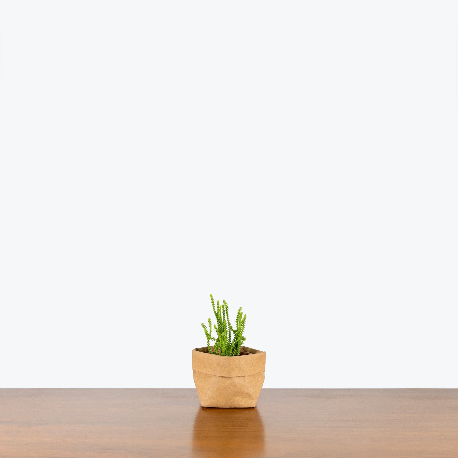 Crassula Muscosa - House Plants Delivery Toronto - JOMO Studio