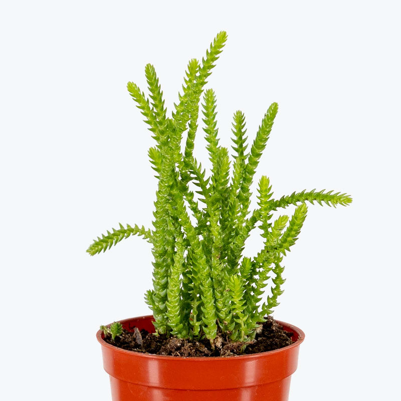 Crassula Muscosa - House Plants Delivery Toronto - JOMO Studio