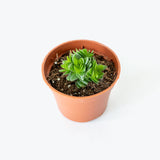 Crassula Spiralis Black Curl — 2.5" Pot