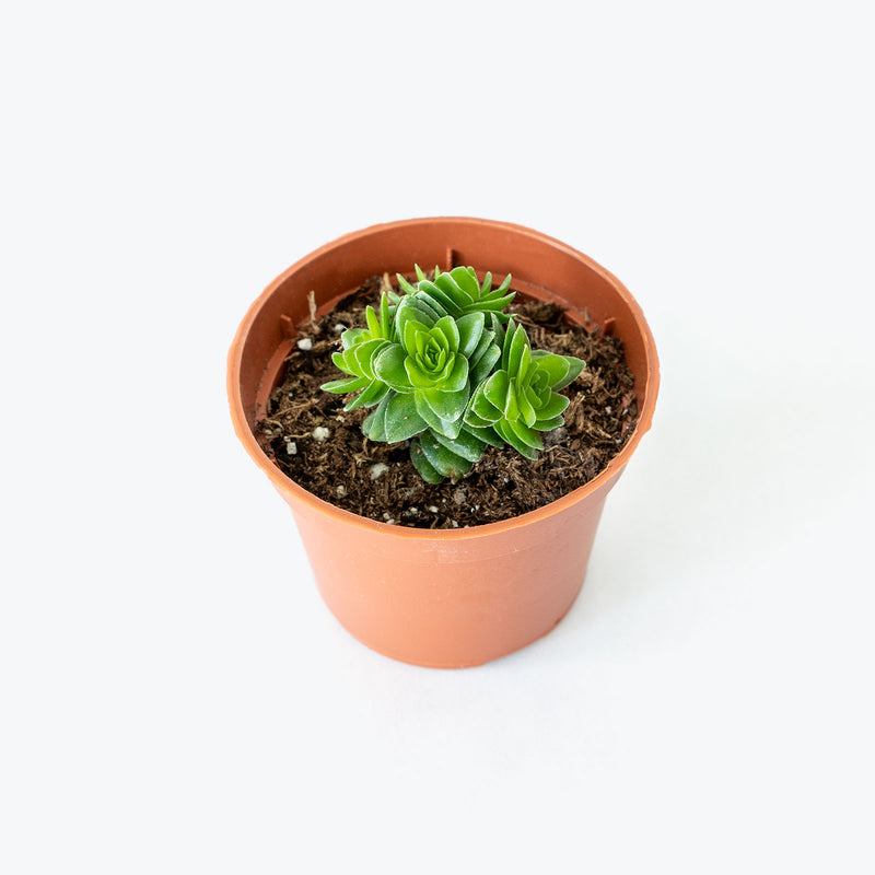 Crassula Spiralis Black Curl - House Plants Delivery Toronto - JOMO Studio