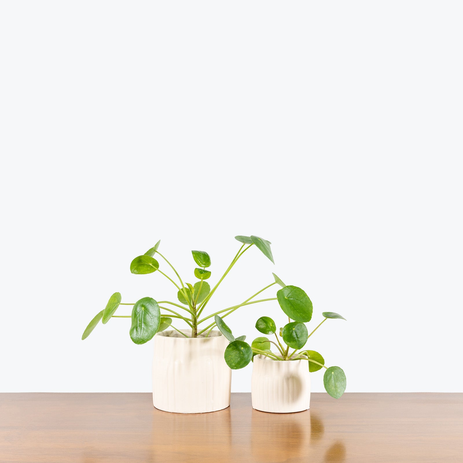 Cream Ceramic Planter - House Plants Delivery Toronto - JOMO Studio