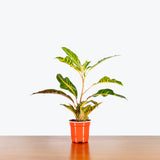 Croton Oakleaf — 4" Pot