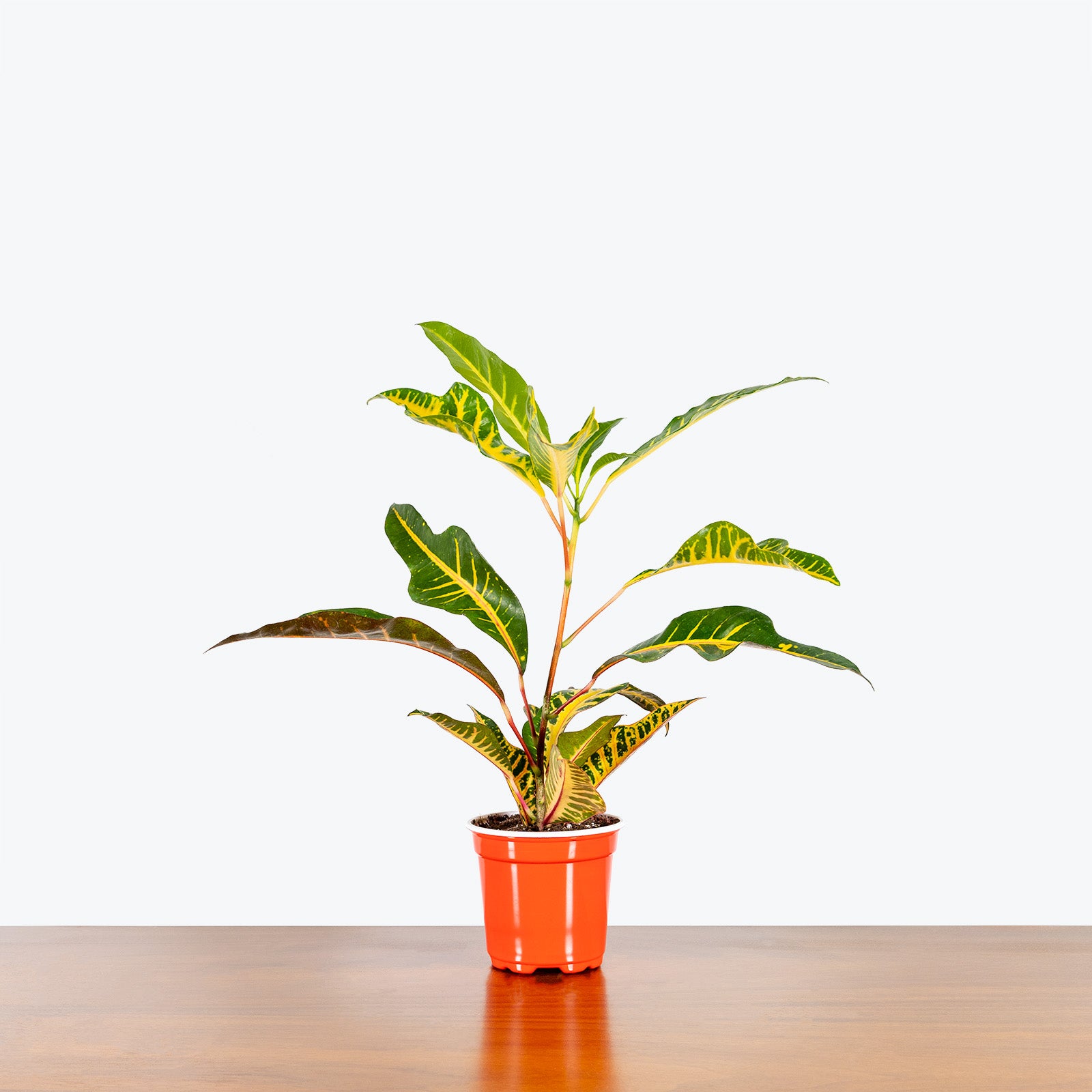 Croton Oakleaf - House Plants Delivery Toronto - JOMO Studio