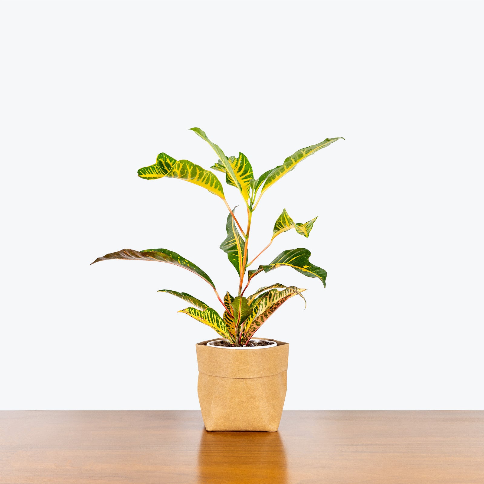 Croton Oakleaf - House Plants Delivery Toronto - JOMO Studio