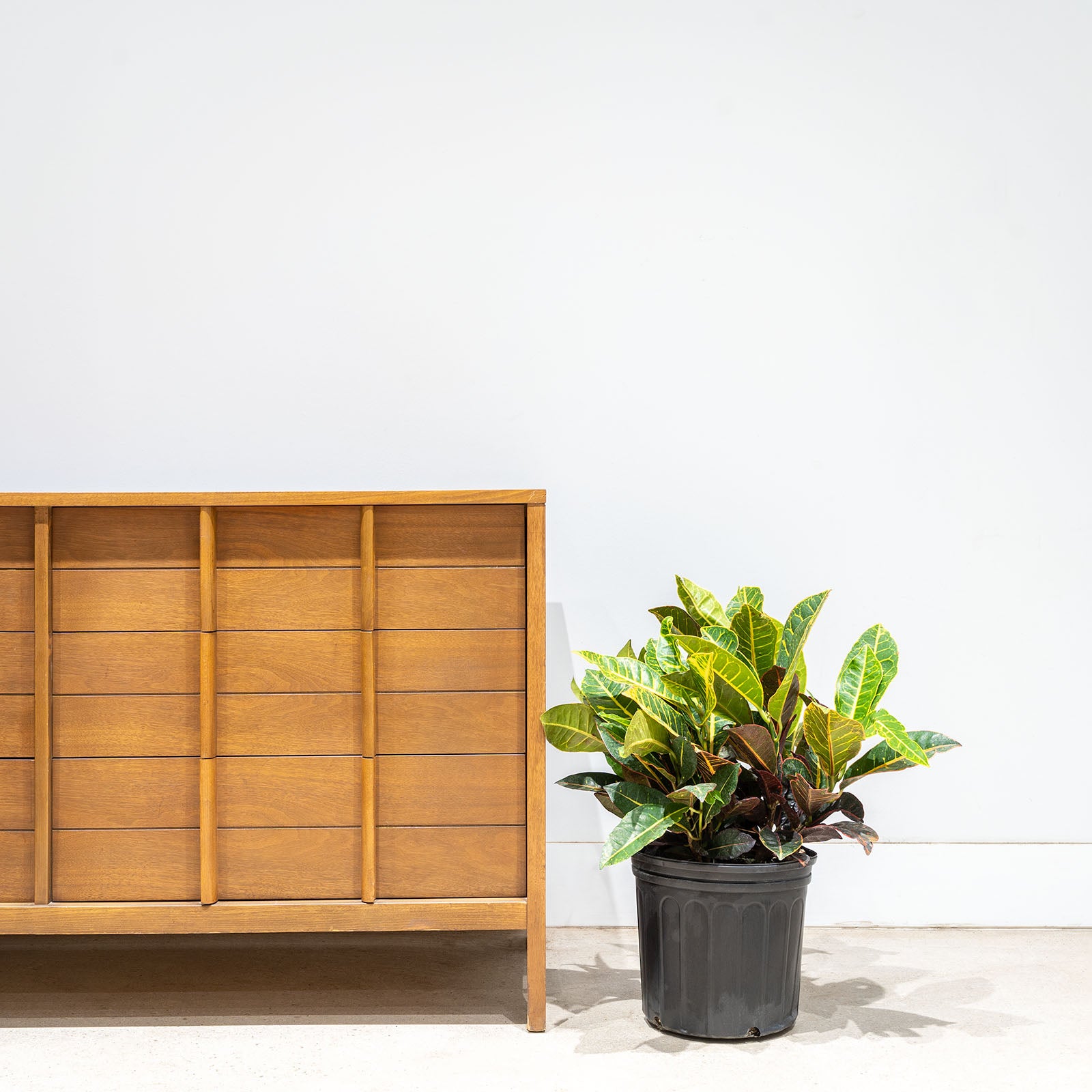 Croton Petra - House Plants Delivery Toronto - JOMO Studio