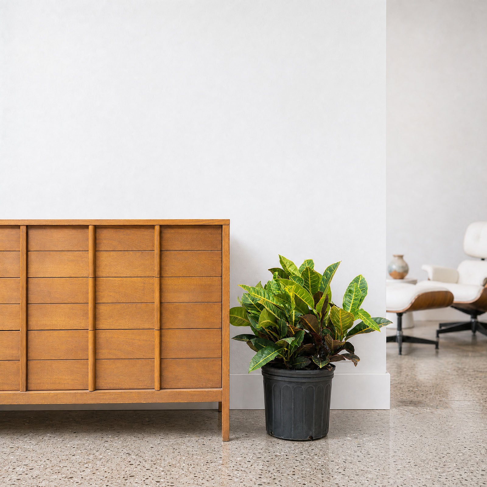 Croton Petra | Care Guide and Pro Tips - Delivery from Toronto across Canada - JOMO Studio