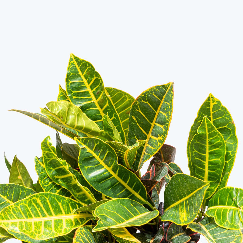 Croton Petra | Care Guide and Pro Tips - Delivery from Toronto across Canada - JOMO Studio