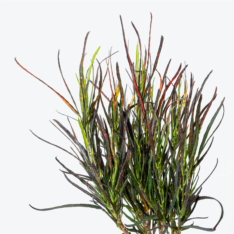 Croton Picasso's Paintbrush - House Plants Delivery Toronto - JOMO Studio