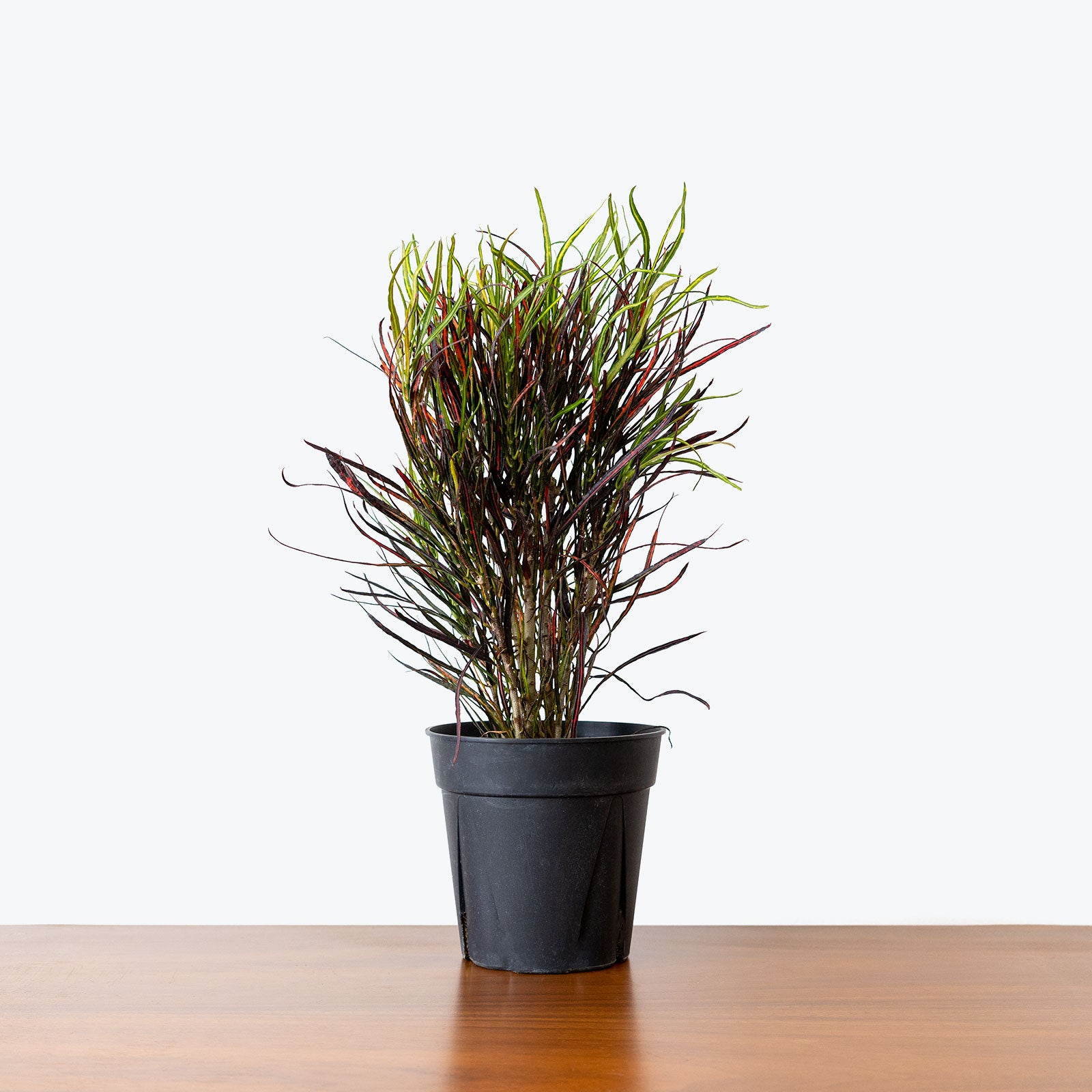Croton Picasso's Paintbrush - House Plants Delivery Toronto - JOMO Studio