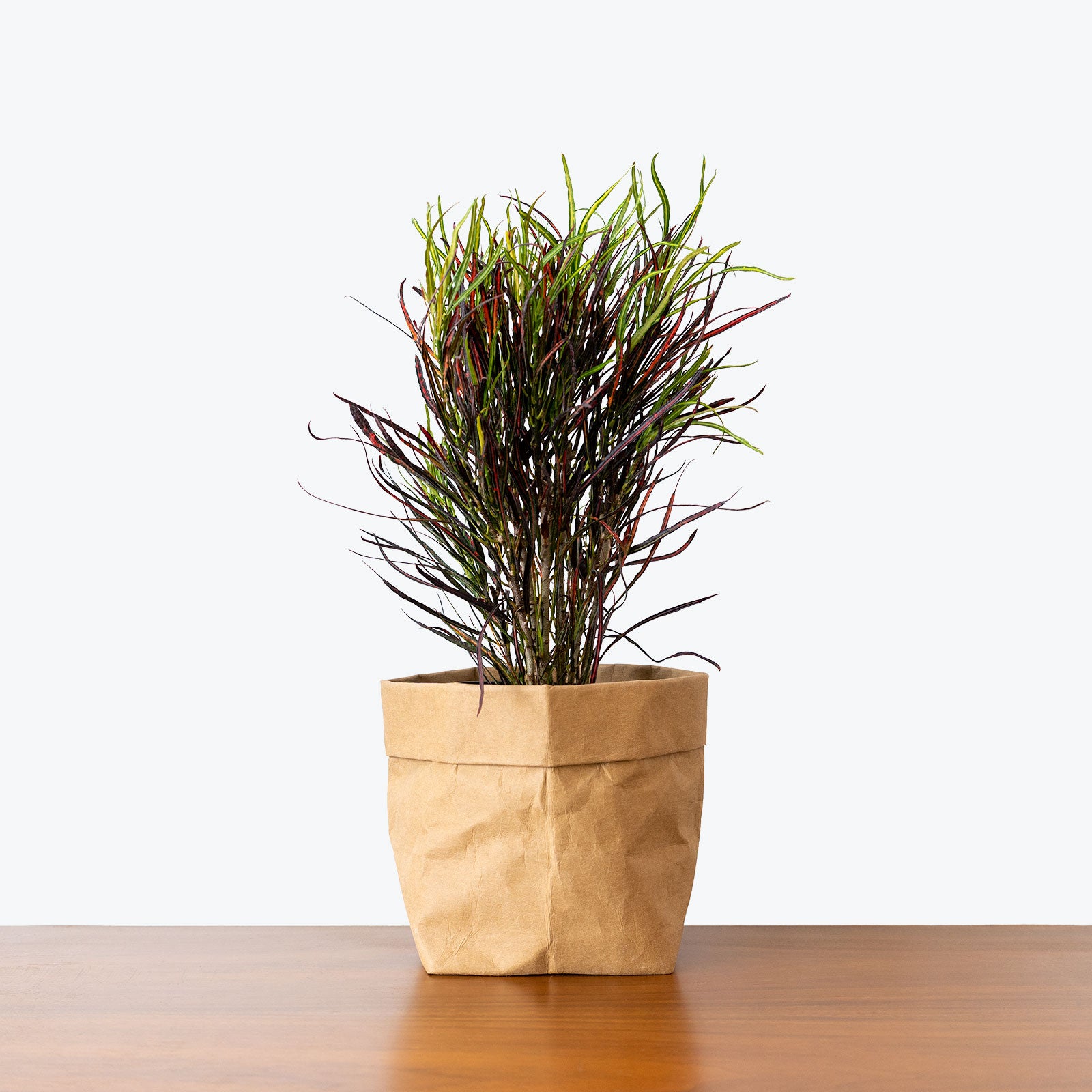 Croton Picasso's Paintbrush - House Plants Delivery Toronto - JOMO Studio