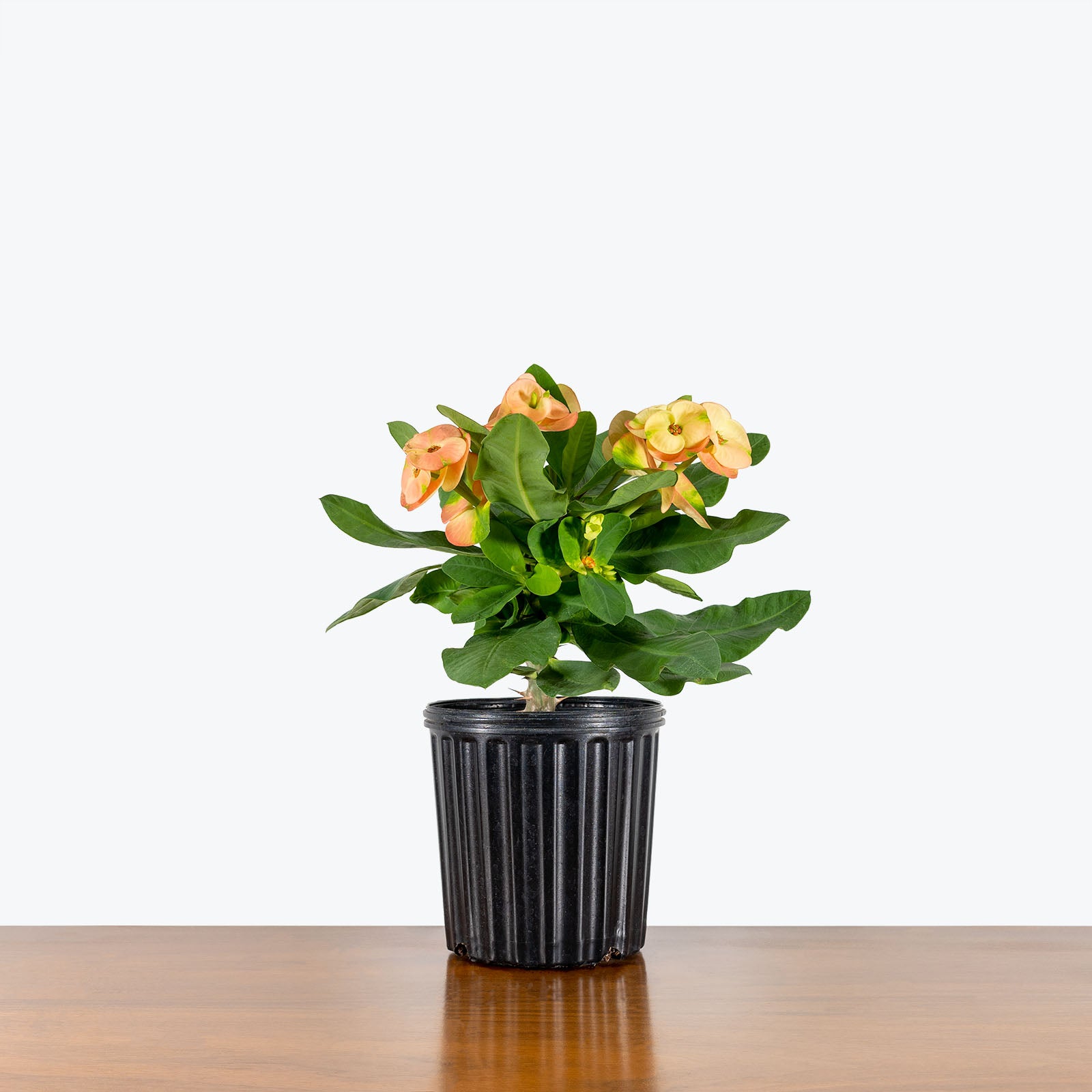 Crown of Thorns - Euphorbia milii - House Plants Delivery Toronto - JOMO Studio