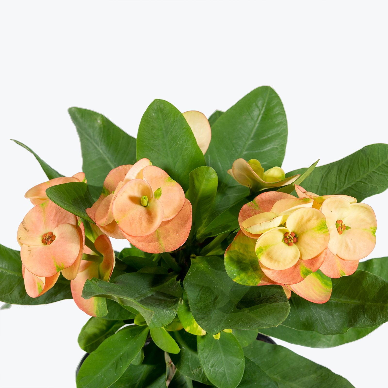 Crown of Thorns - Euphorbia milii - House Plants Delivery Toronto - JOMO Studio