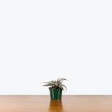 Cryptanthus Absolute Zero — 4" Pot