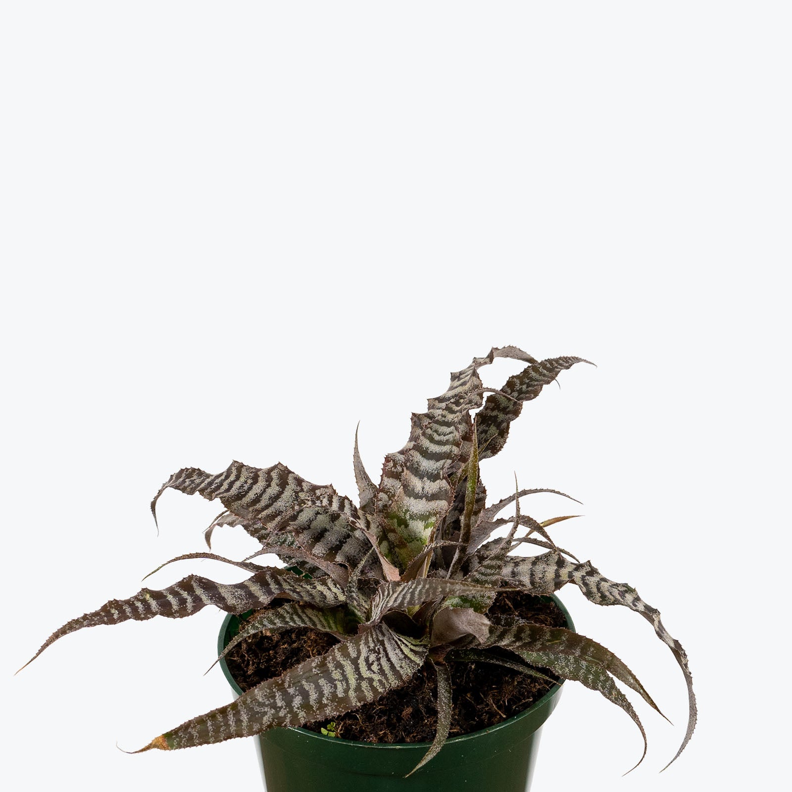 Cryptanthus Absolute Zero - House Plants Delivery Toronto - JOMO Studio