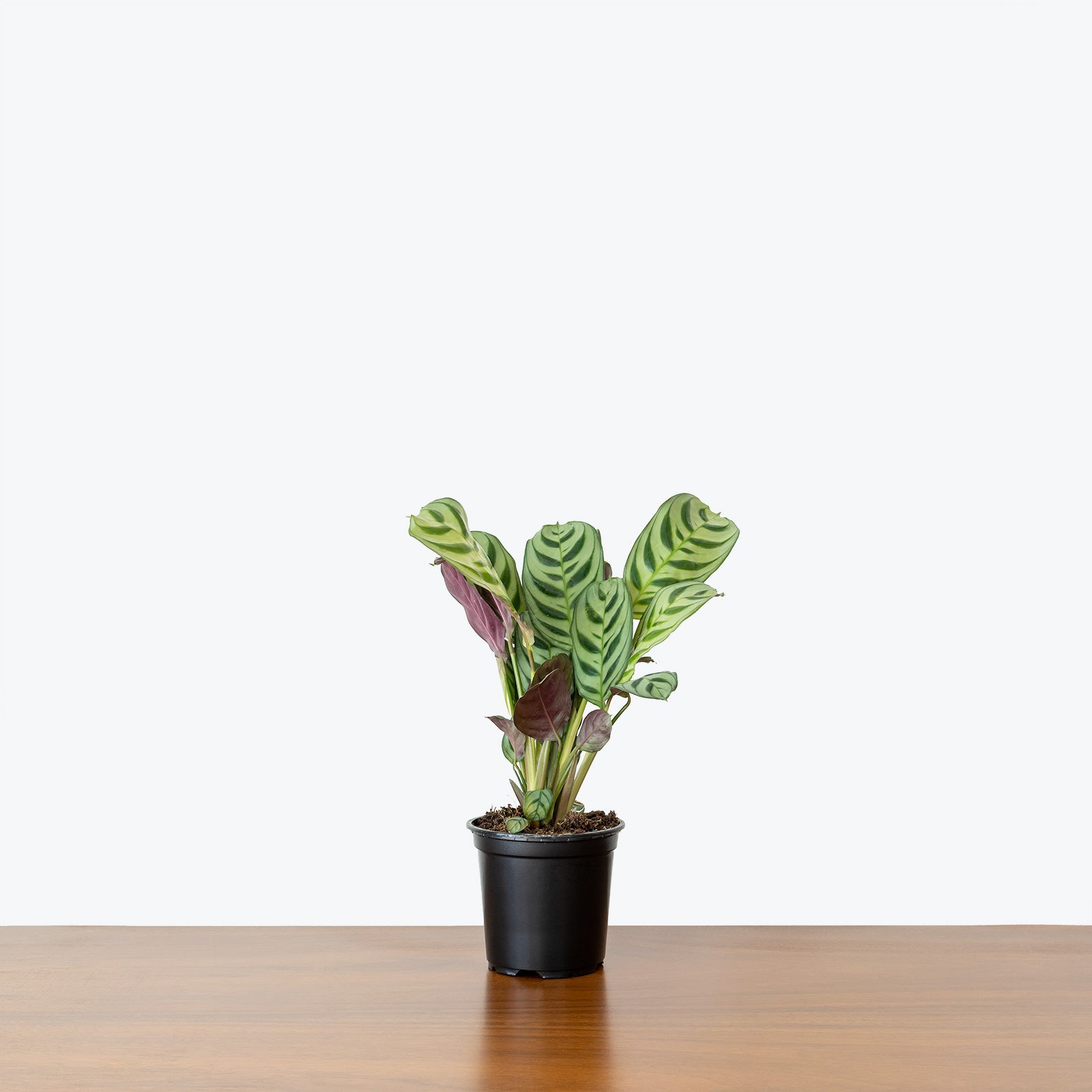 Ctenanthe Burle-Marxii - Fishbone Prayer Plant - Toronto House Plant Delivery - JOMO Studio