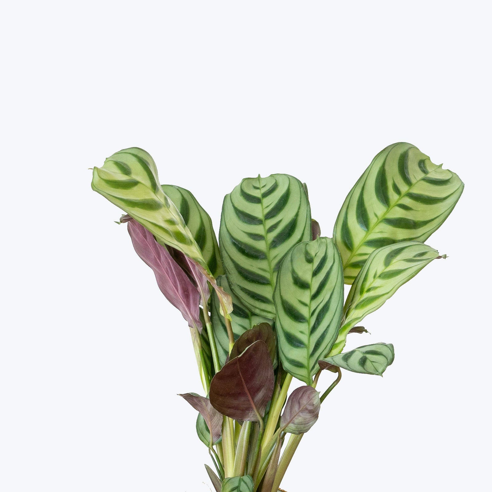 Ctenanthe Burle-Marxii - Fishbone Prayer Plant - Toronto House Plant Delivery - JOMO Studio