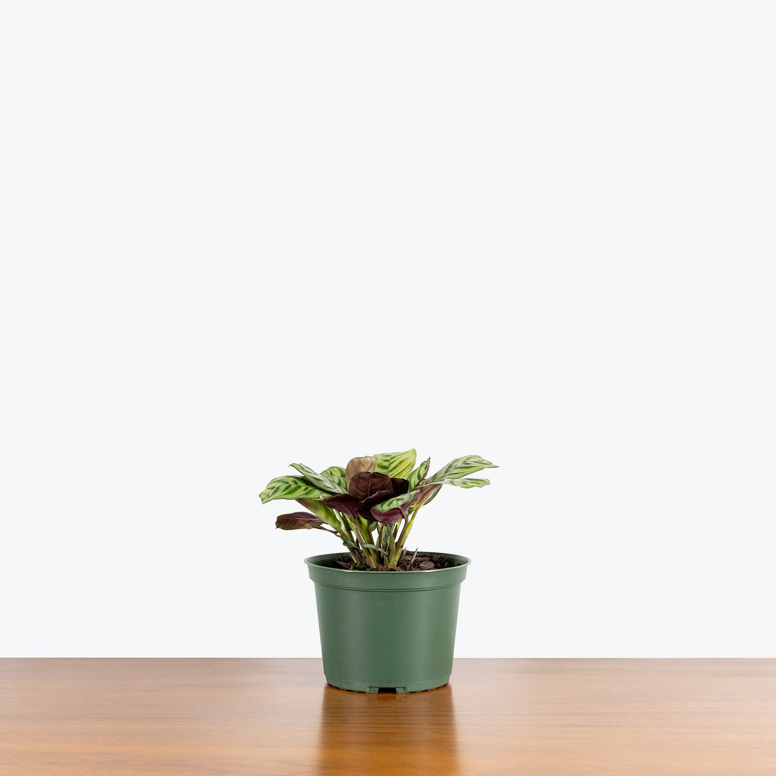 Ctenanthe Burle-Marxii - Fishbone Prayer Plant - Toronto House Plant Delivery - JOMO Studio