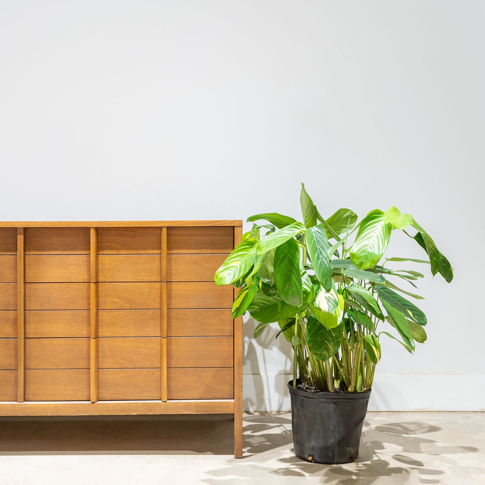 Ctenanthe Lubbersiana - Toronto House Plant Delivery - JOMO Studio