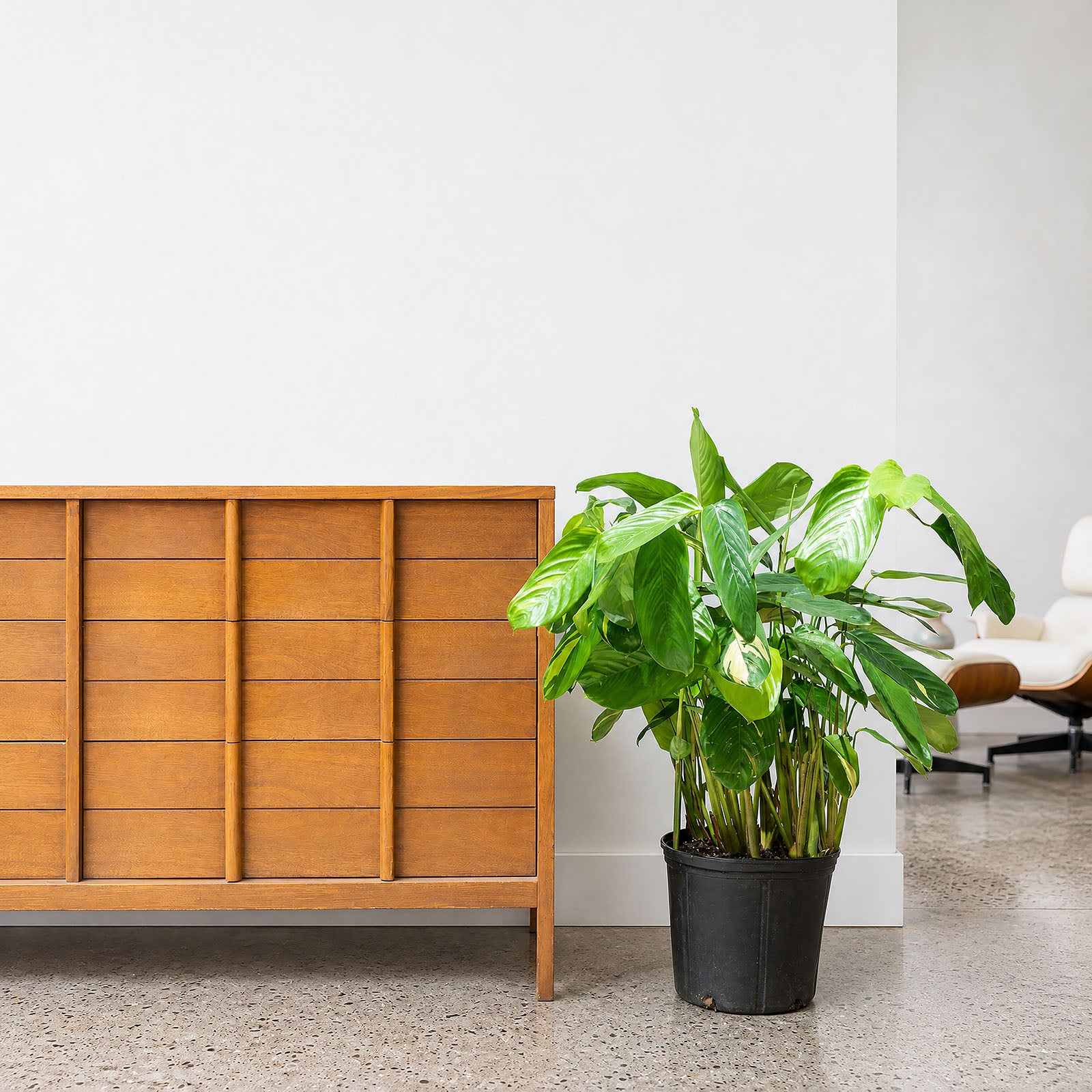 Ctenanthe Lubbersiana - Toronto House Plant Delivery - JOMO Studio