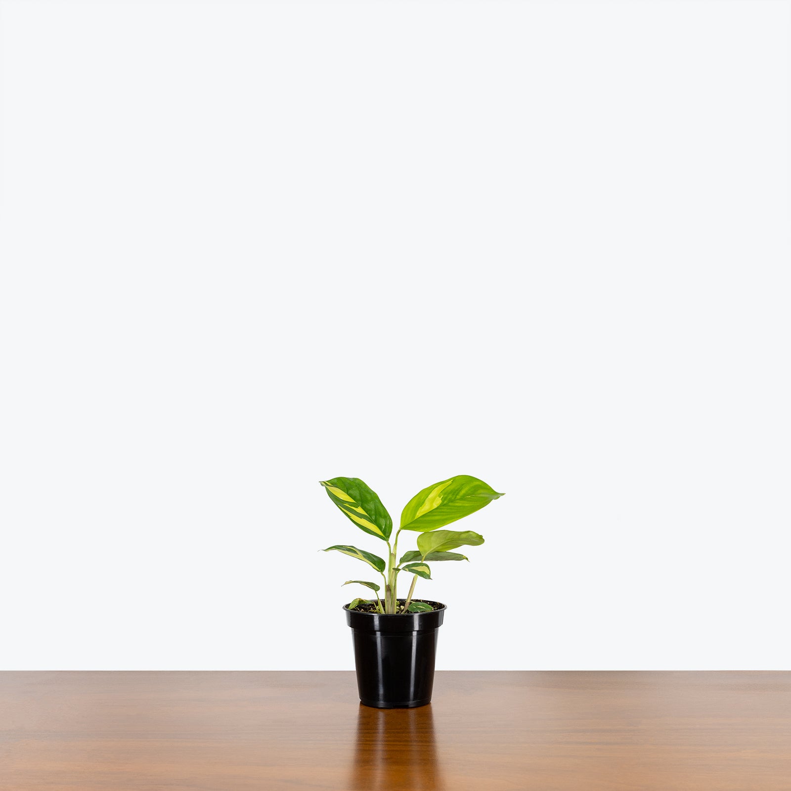 Ctenanthe Lubbersiana - Toronto House Plant Delivery - JOMO Studio