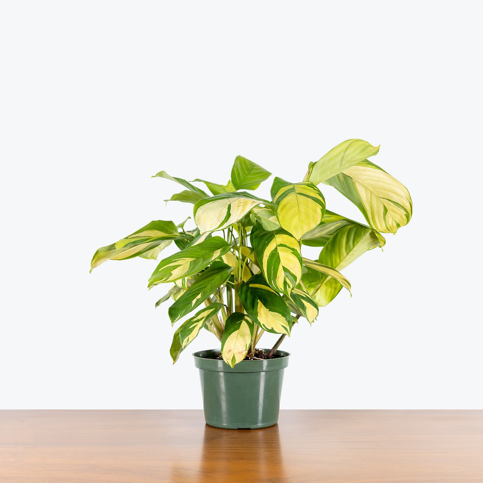Ctenanthe Lubbersiana - Toronto House Plant Delivery - JOMO Studio